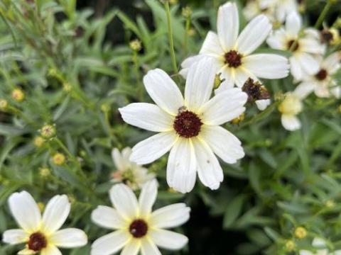 Coreopsis verticillata 'Fool's Gold''