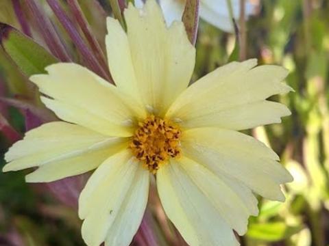 Coreopsis 'Full Moon' PBR