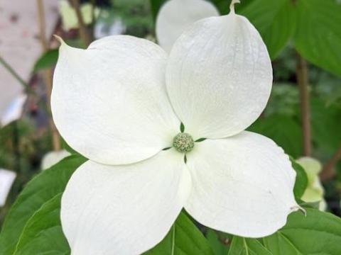 Cornus 'Rutdan' ( kousa Celestial)