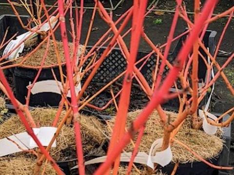 Cornus sanguinea 'Magic Flame'