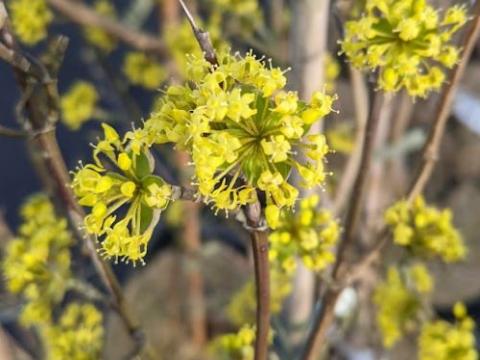 Cornus mas
