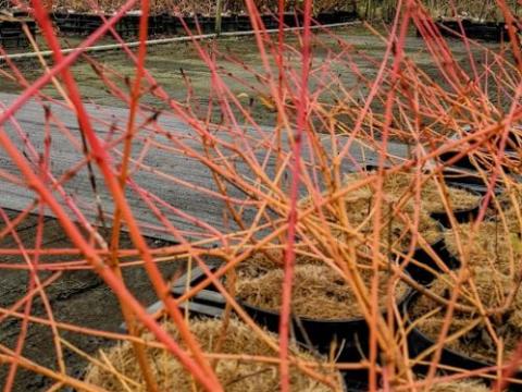 Cornus sanguinea 'Midwinter Fire'