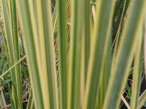 Cortaderia selloana 'Mini Gold  Pampas'