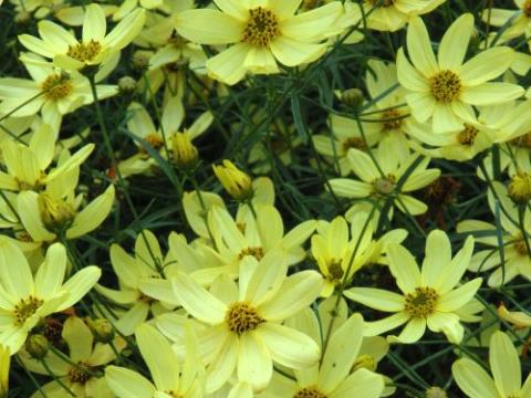 Coreopsis verticillata 'Moonbeam'