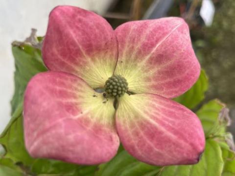 Cornus kousa 'Satomi'