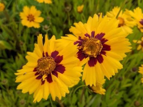 Coreopsis lanceolata 'Sterntaler'