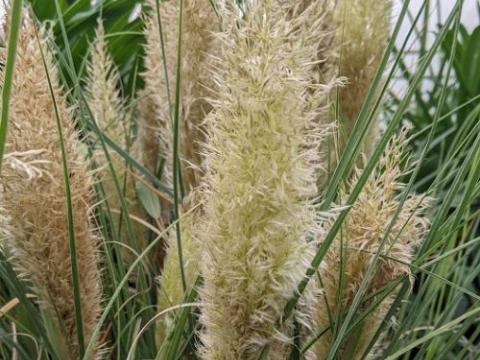 Cortaderia selloana 'Tiny Pampas'