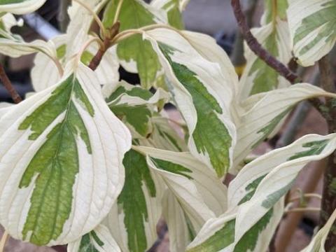Cornus controversa 'Variegata'