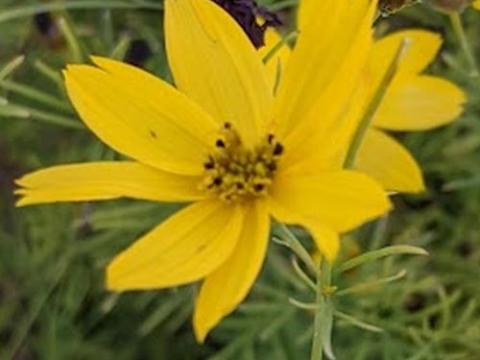 Coreopsis verticillata