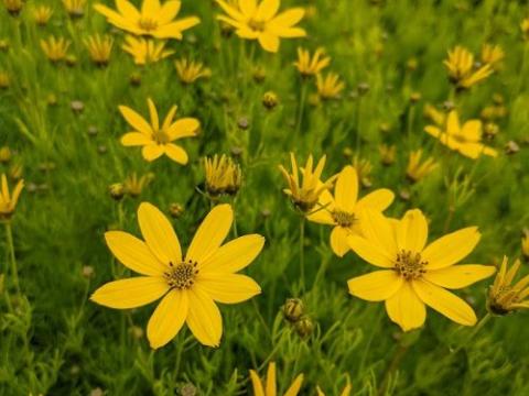 Coreopsis verticillata 'Zagreb
