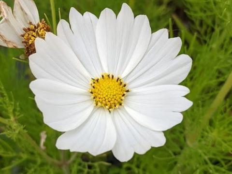 Cosmos bipinnatus 'Vega White'