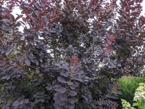Cotinus cog. 'Royal Purple'