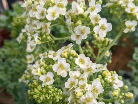 Crambe maritima