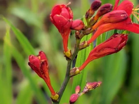 Crocosmia 'Dragonfire'