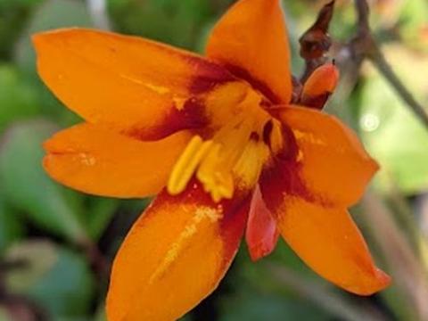 Crocosmia 'Emily Mc Kenzie'