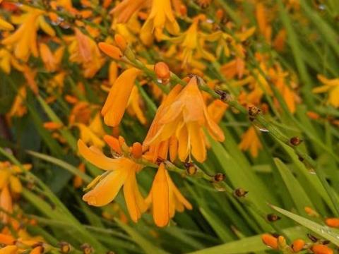 Crocosmia 'Georg Davidson'
