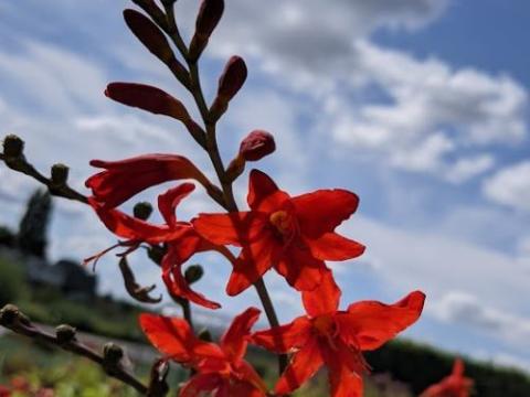 Crocosmia 'Hellfire'