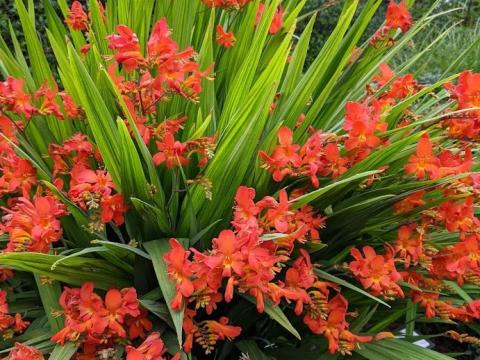 Crocosmia 'Limpopo'