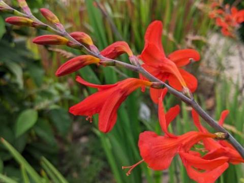 Crocosmia 'Lucifer'