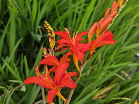 Crocosmia 'Mistral'