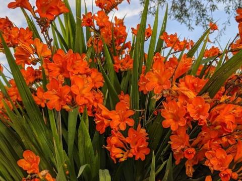 Crocosmia 'Okavango'