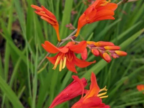 Crocosmia 'Princess'