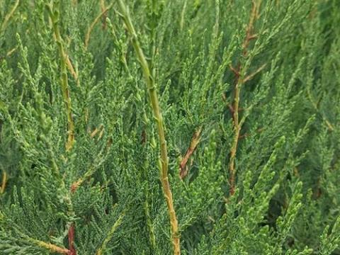 Cupressocyparis leylandii 2001