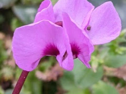 Cyclamen coum
