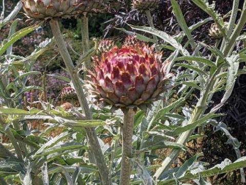 Cynara cardunculus kardoen