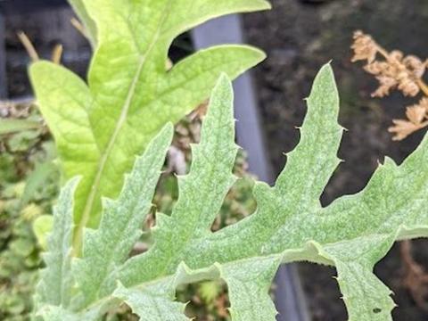 Cynara scolymus artisjok (Green Globe)