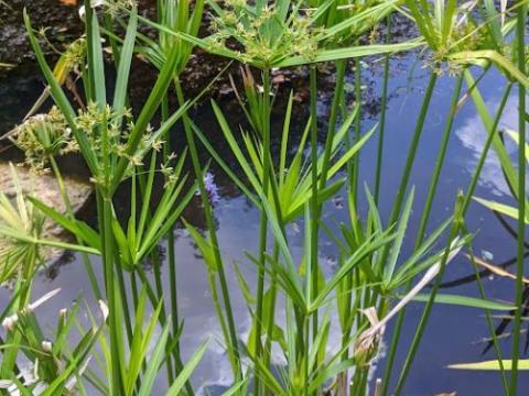 Cyperus alternifolius