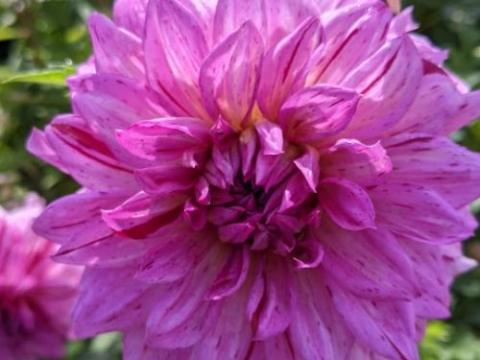 Dahlia 'American Dream'