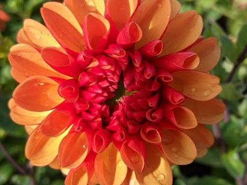 Dahlia 'American Sunset'