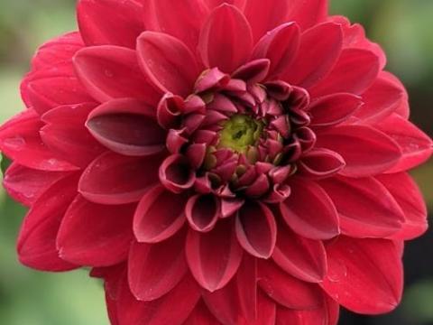 Dahlia 'Arabian Night'