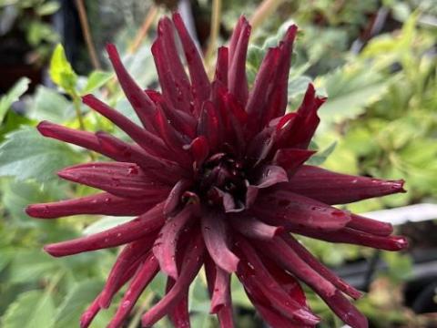 Dahlia 'Chat Noir'
