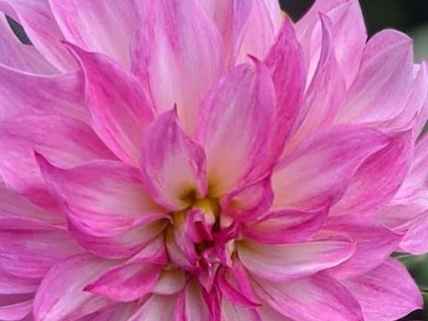 Dahlia 'Colorado Classic'