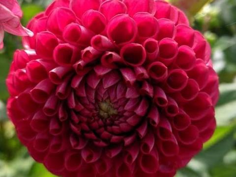 Dahlia 'Cornel'