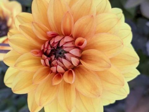 Dahlia 'David Howard'
