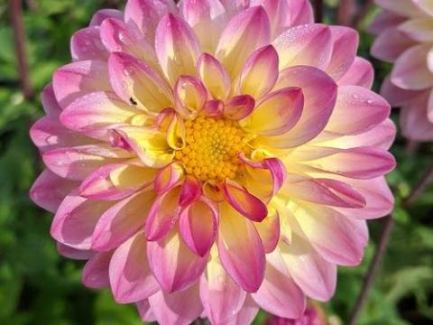 Dahlia 'El Paso'