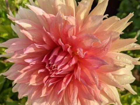 Dahlia 'Fairway Spur'
