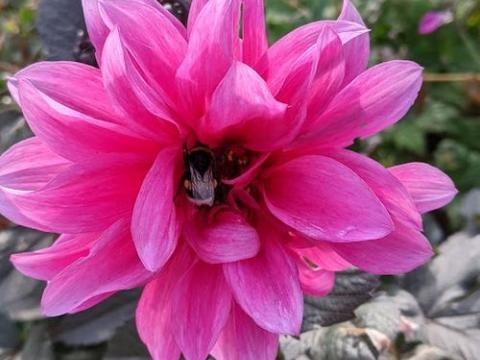 Dahlia 'Fascination'