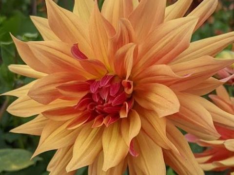 Dahlia 'French Cancan'