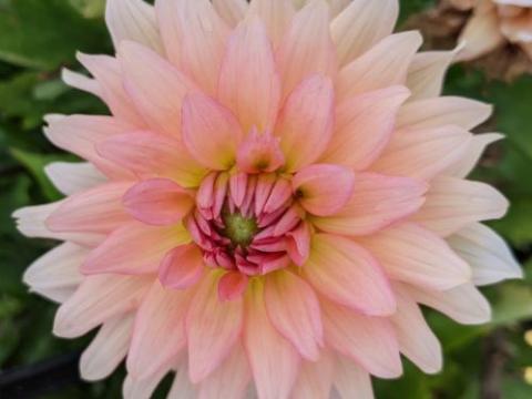 Dahlia 'Gallery Leonardo'