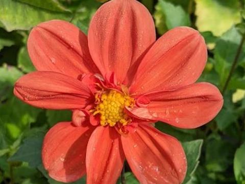 Dahlia 'G.F. Hemerik'