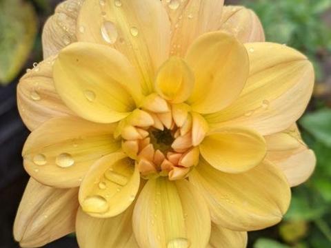 Dahlia 'Ginger Snap'