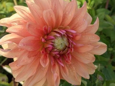 Dahlia 'Hercules'