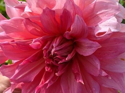 Dahlia 'Islander'