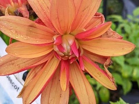 Dahlia 'Jescot Julie'