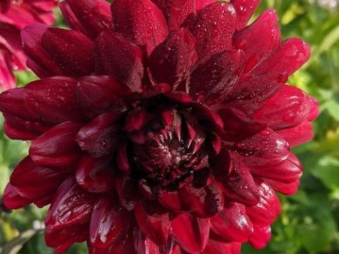 Dahlia 'Karma Choc'®