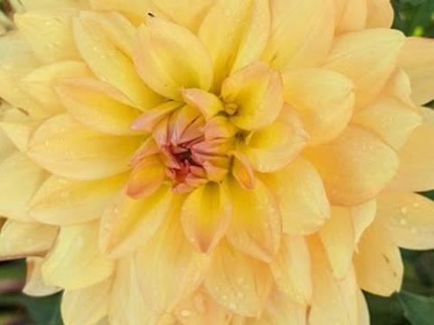Dahlia 'Karma Gold'